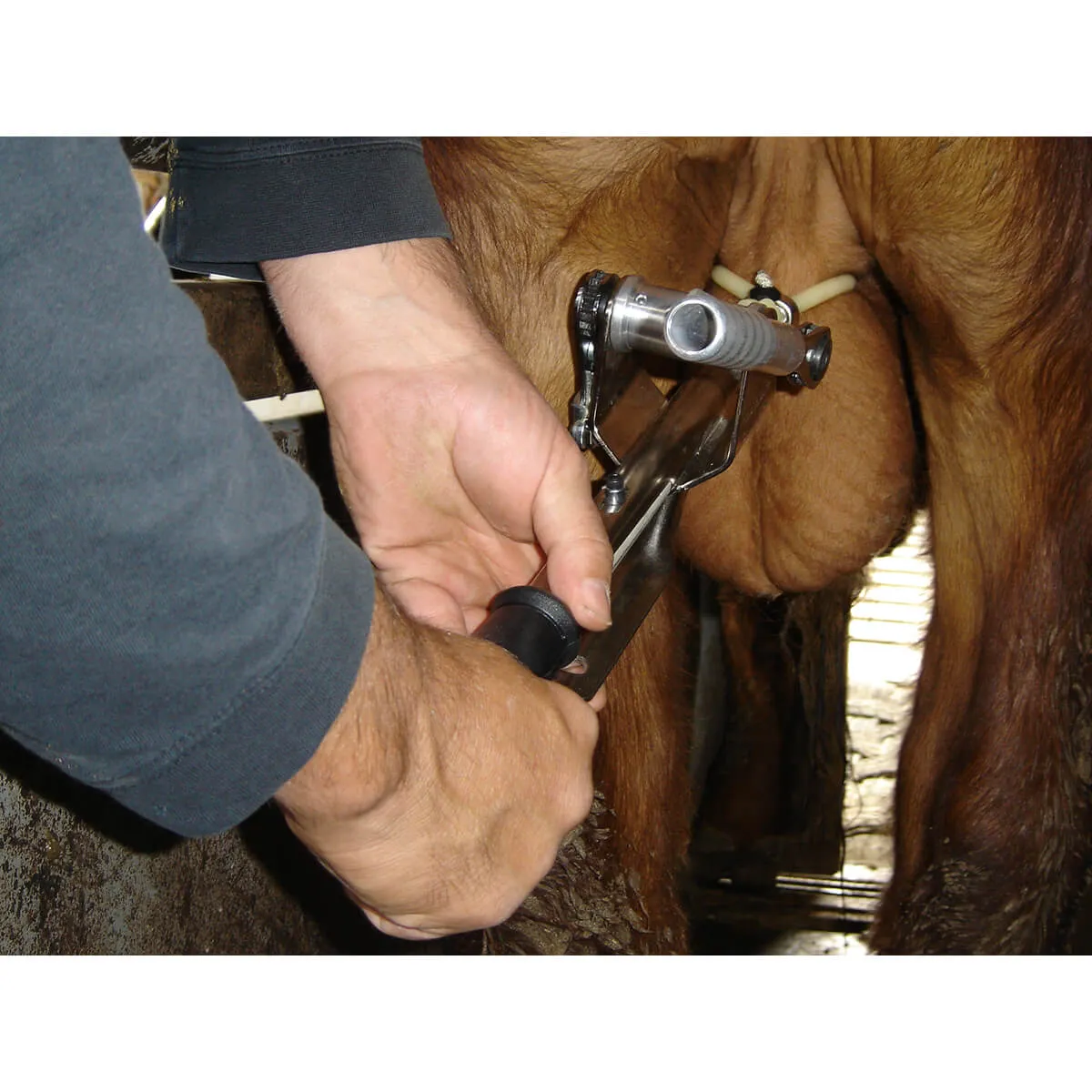 Callicrate Smart Bander Bloodless Castrator 2 Callicrate Smart Bander Bloodless Castrator - Image 2