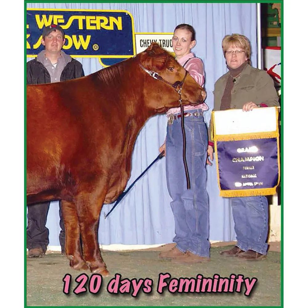 Femininity For Heifers 2 Femininity For Heifers - Image 2