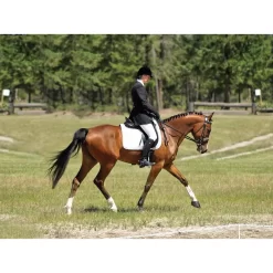 Cavallo Sport Regular Sole Horse Boots -Pet Care Supplies 15190 6