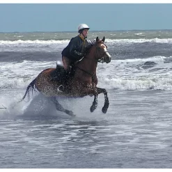 Cavallo Sport Regular Sole Horse Boots -Pet Care Supplies 15190 7