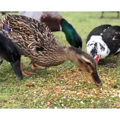 Happy Hen Treats Duck Pond Medley 5 Happy Hen Treats Duck Pond Medley -Pet Care Supplies 16941 3