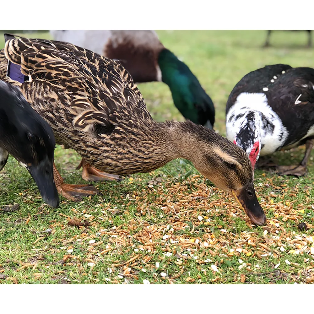Happy Hen Treats Duck Pond Medley 3 Happy Hen Treats Duck Pond Medley - Image 3