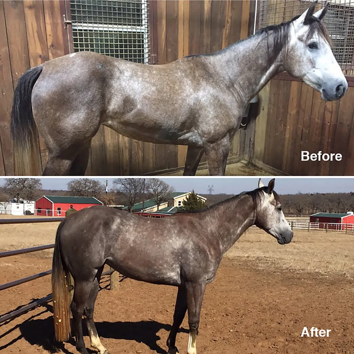 44 Hemp Seed-Coconut Oil Horse Supplement 2 44 Hemp Seed-Coconut Oil Horse Supplement - Image 2