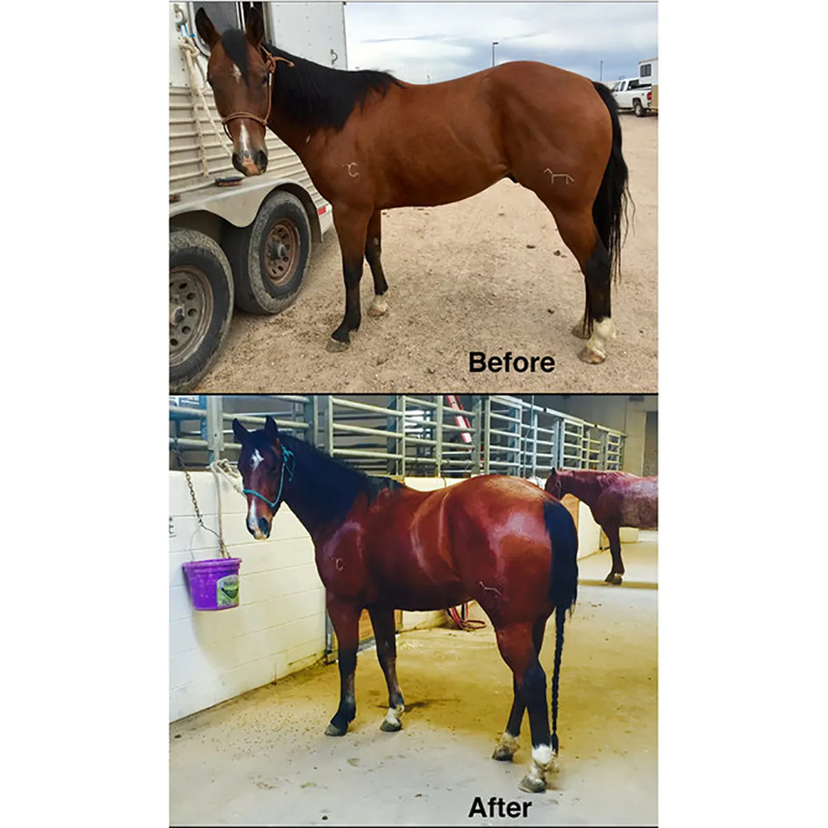 44 Hemp Seed-Coconut Oil Horse Supplement 3 44 Hemp Seed-Coconut Oil Horse Supplement - Image 3