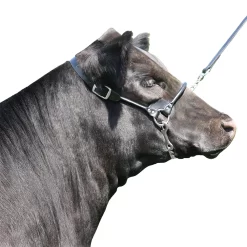 Rolled Nose Leather Show Cow Halter
