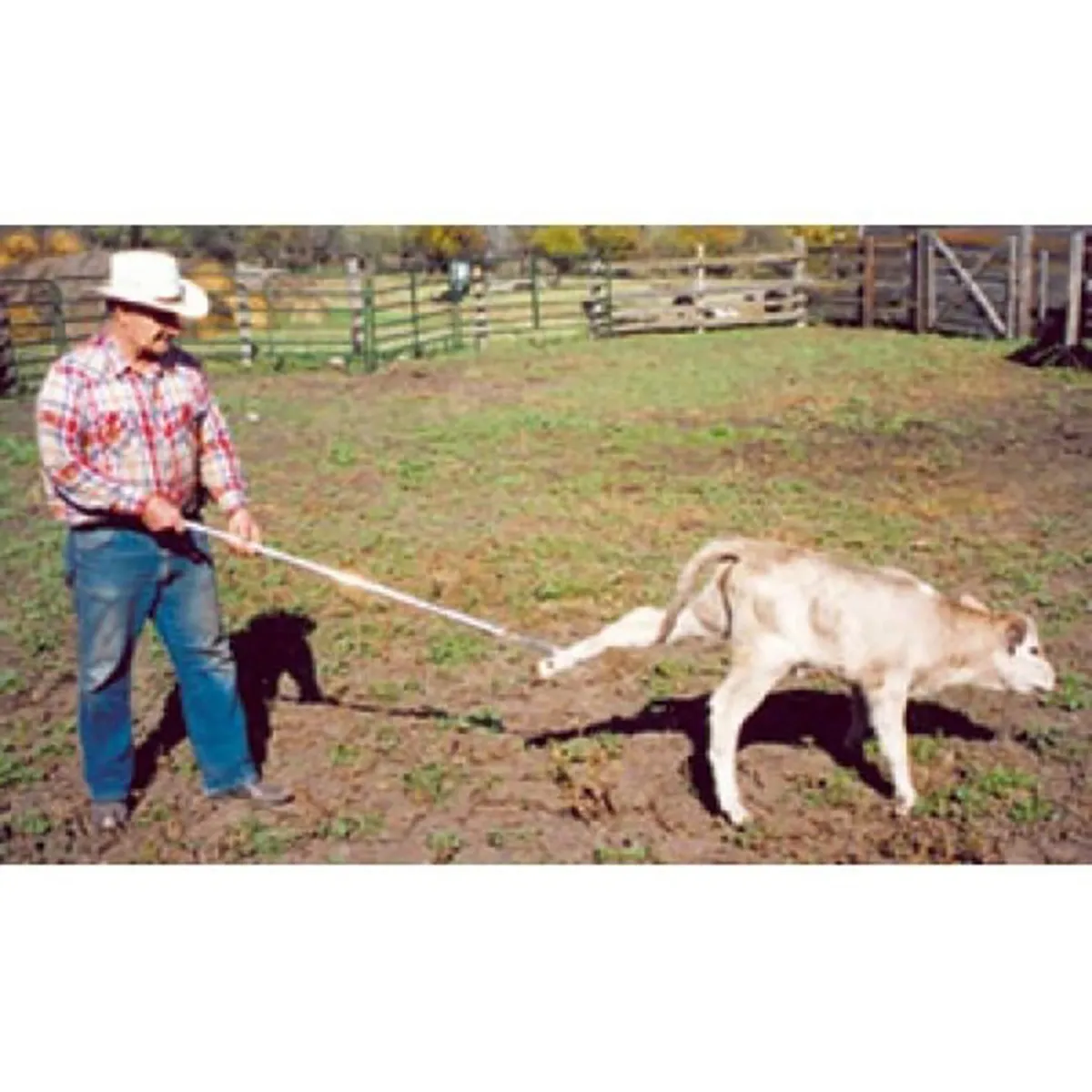 Kalf Katch 2 Kalf Katch - Image 2